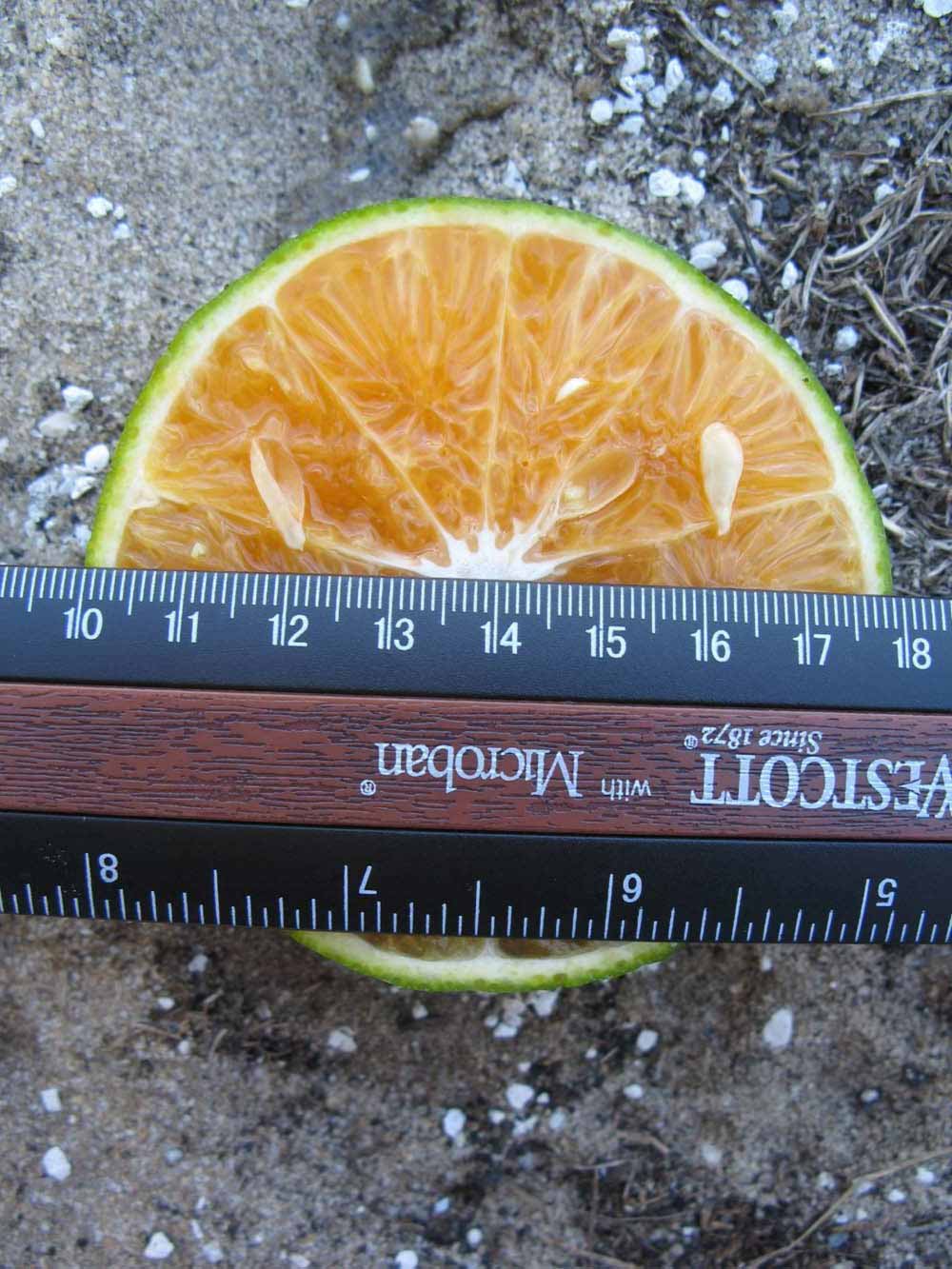              Fruit cross-section (Winter Haven, FL)       